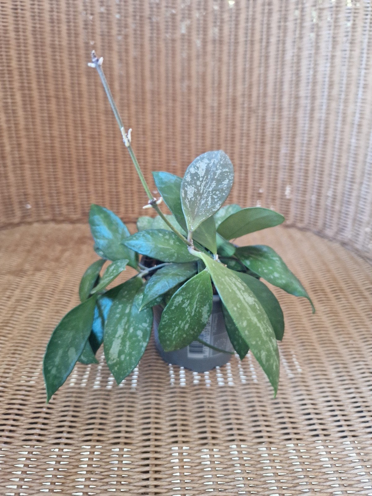 Hoya memoria, Huis en Inrichting, Kamerplanten, Ophalen of Verzenden