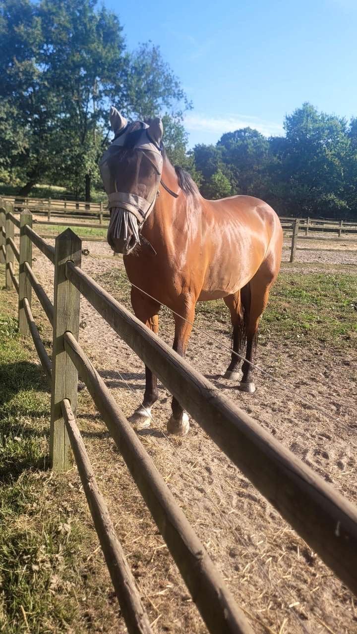 Springpaard te koop!, 175 cm ou plus, Hongre, Cheval de saut, 7 à 10 ans