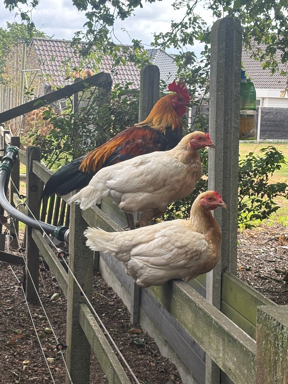 Tétras de combat anglais moderne (grandes espèces), Animaux & Accessoires, Plusieurs animaux, Poule ou poulet