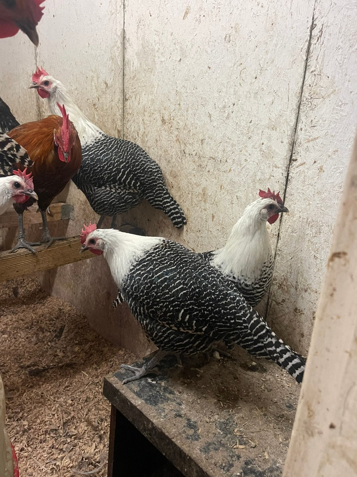 Brakels trio’s, Dieren en Toebehoren, Meerdere dieren, Kip