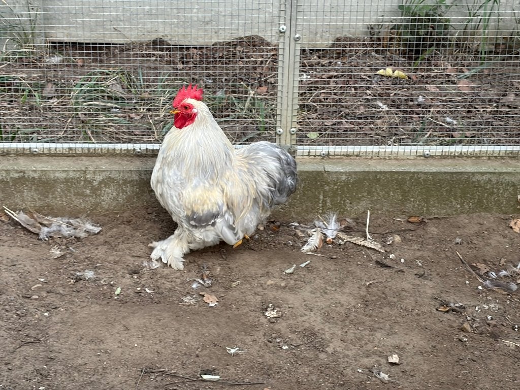 Haan Cochin kriel parelgrijs, Dieren en Toebehoren, Mannelijk, Kip
