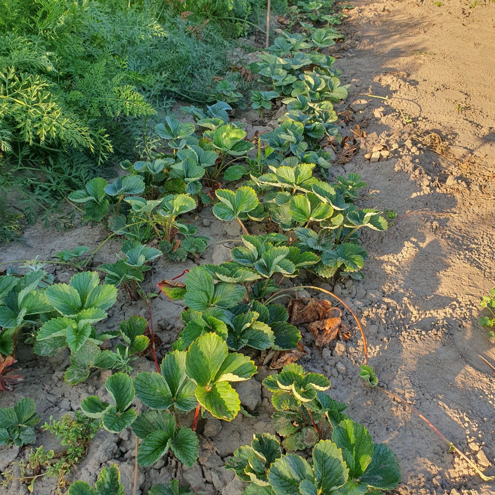 aarbei planten, Ophalen