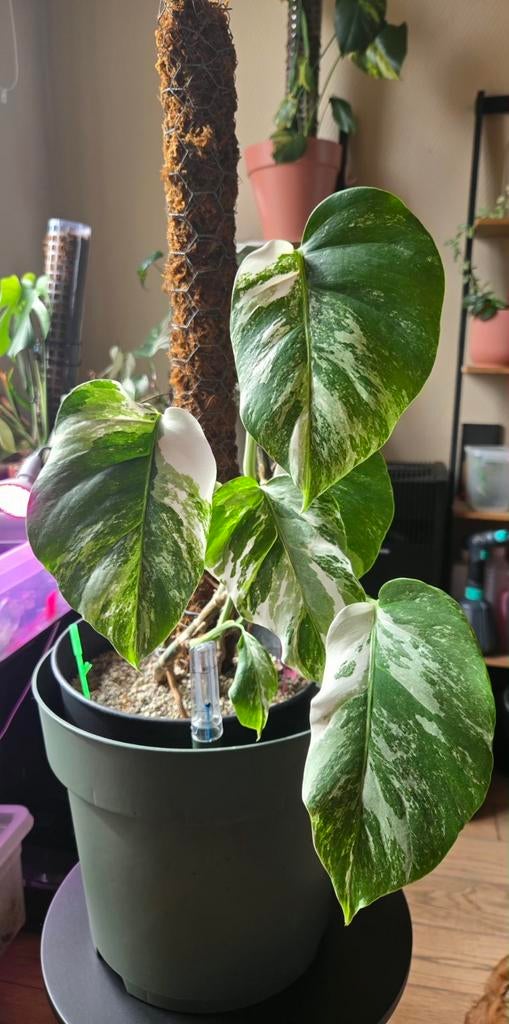 Monstera albo variegata, Enlèvement