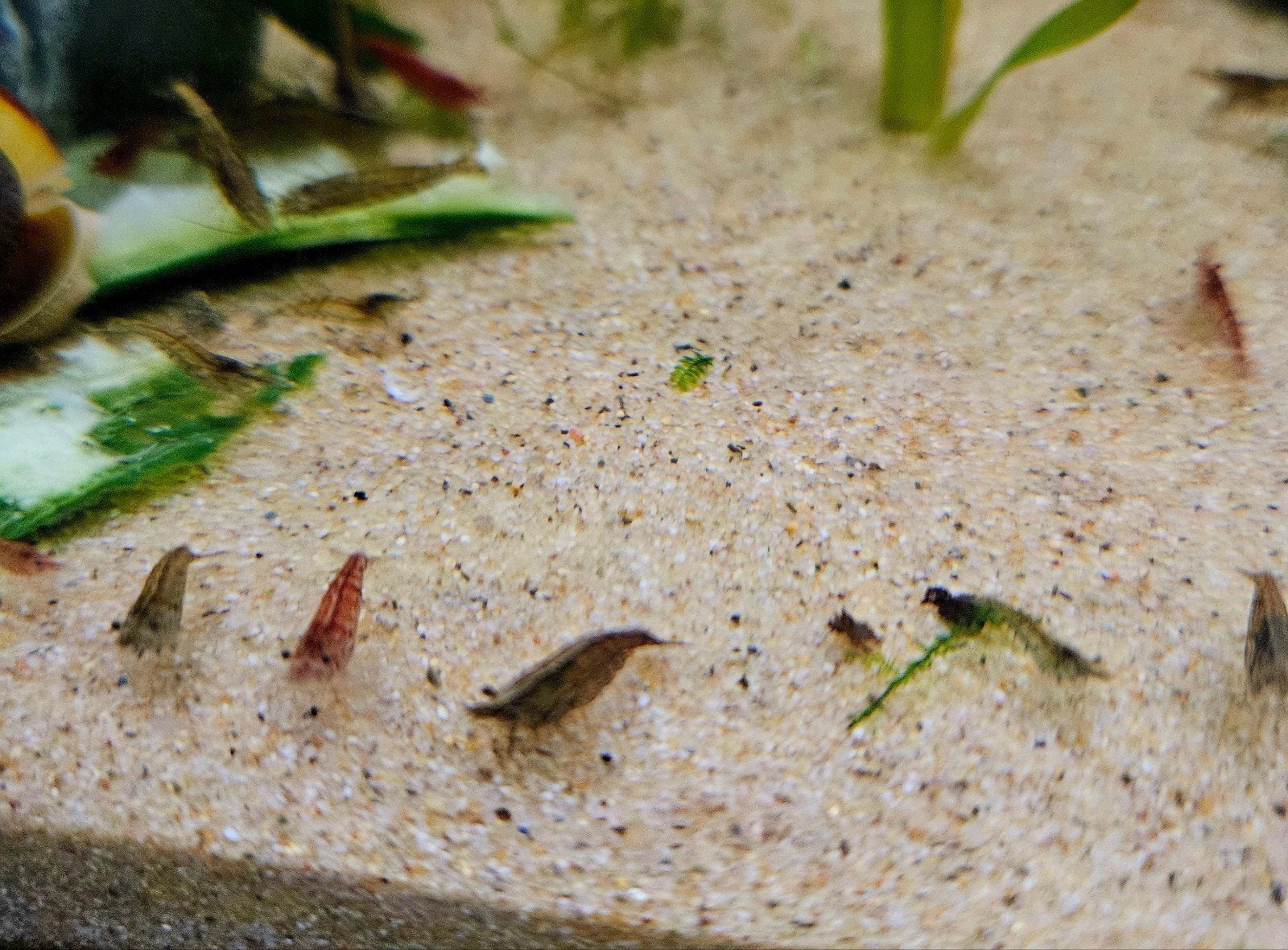 mélange de crevettes, Animaux & Accessoires