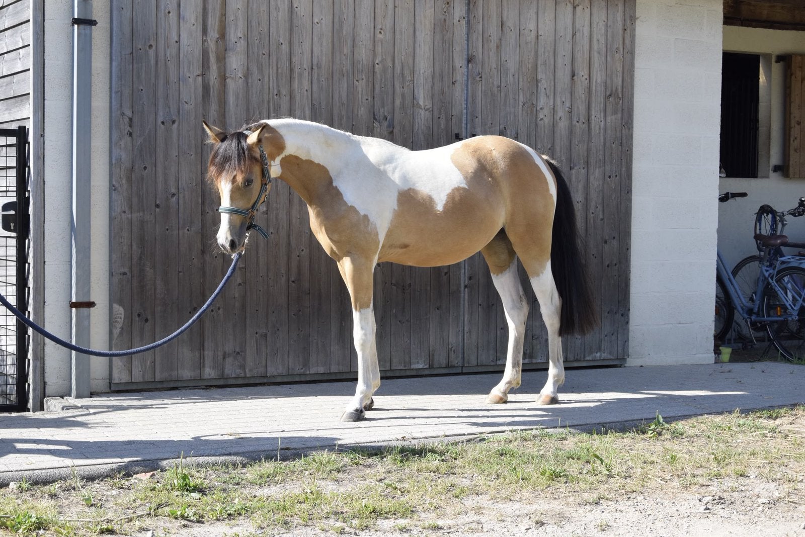 ️ Toekomstige BRP sportpony ️, Dieren en Toebehoren, Pony's, Merrie, Onbeleerd, 0 tot 2 jaar, Met stamboom, Gechipt, Ontwormd