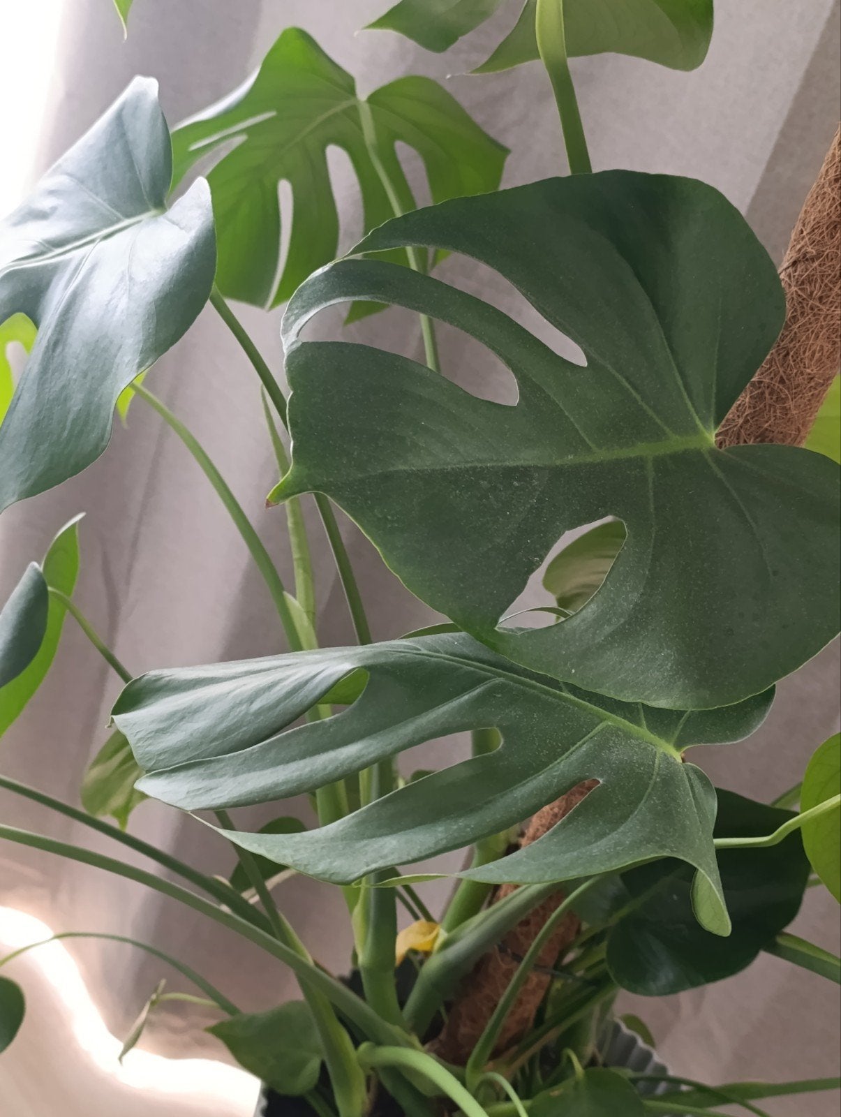 Monstera Deliciosa 'Gatenplant' 90m, Enlèvement