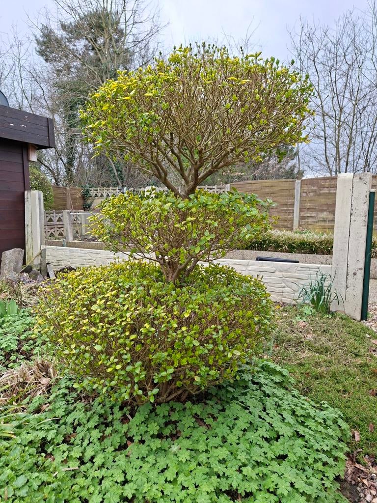 Ligustrum in vorm ., Ophalen