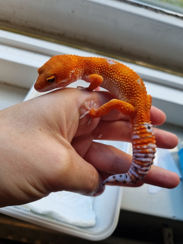 1.0 purple head mandarin het tremper PET ONLY