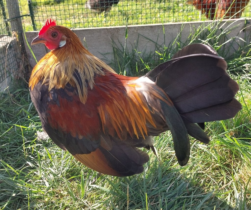 Hollandse krielen kippen, Dieren en Toebehoren, Pluimvee, Kip, Meerdere dieren