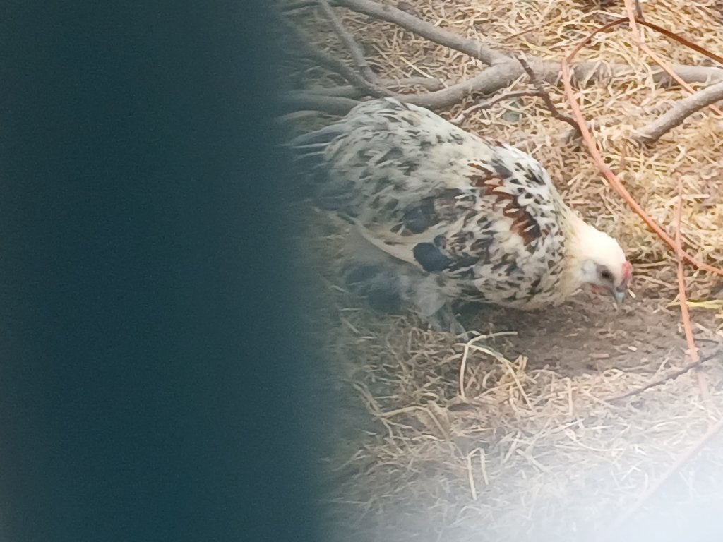 Kuikens, Meerdere dieren, Kip