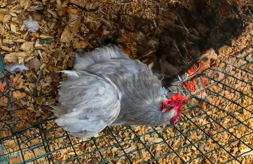 Cochin gladveer, Dieren en Toebehoren