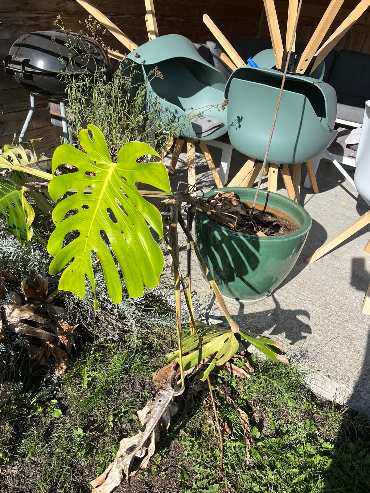 Monstera in bloempot, Tuin en Terras, Ophalen