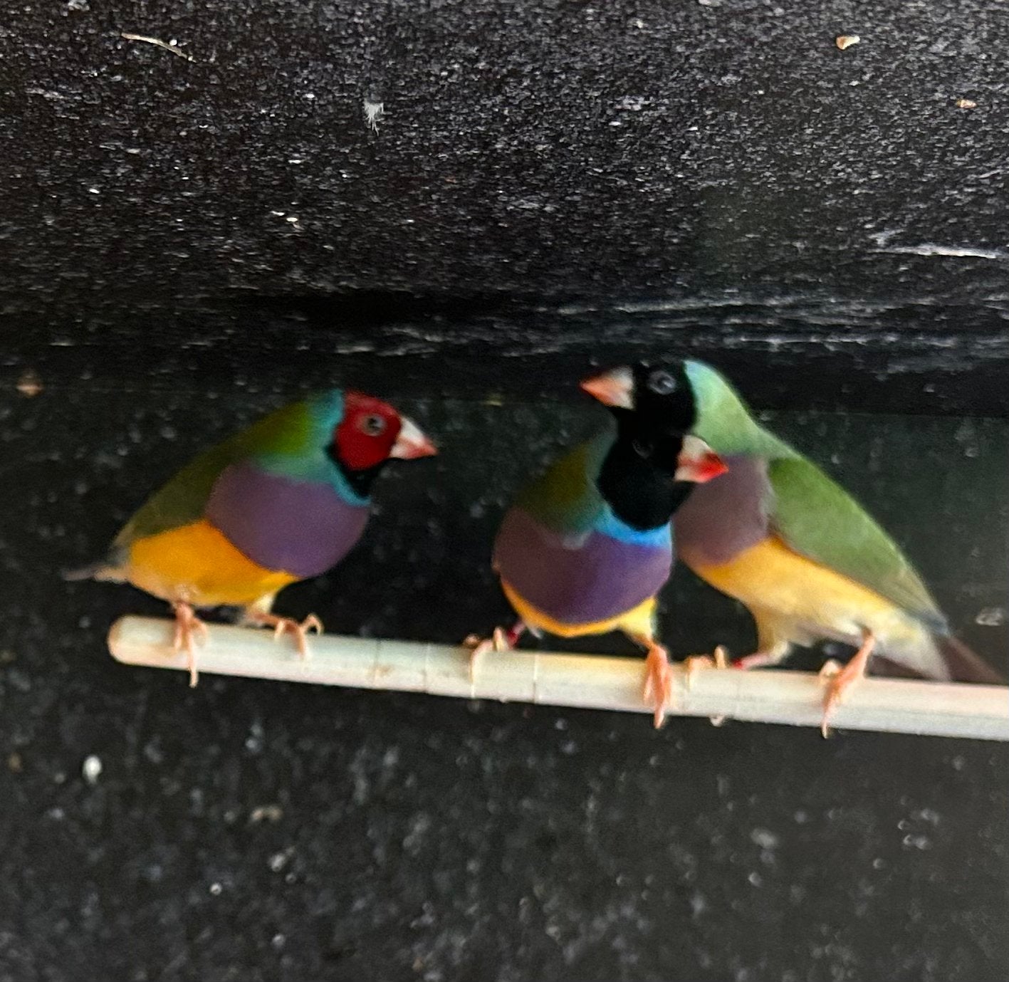 Gouldamadines, Plusieurs animaux, Oiseau tropical