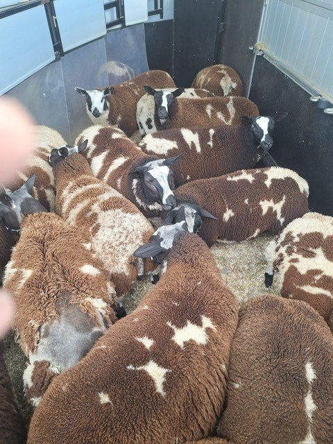 baggerbonte lammeren, Dieren en Toebehoren, Schapen, Geiten en Varkens, Meerdere dieren, Schaap, 0 tot 2 jaar