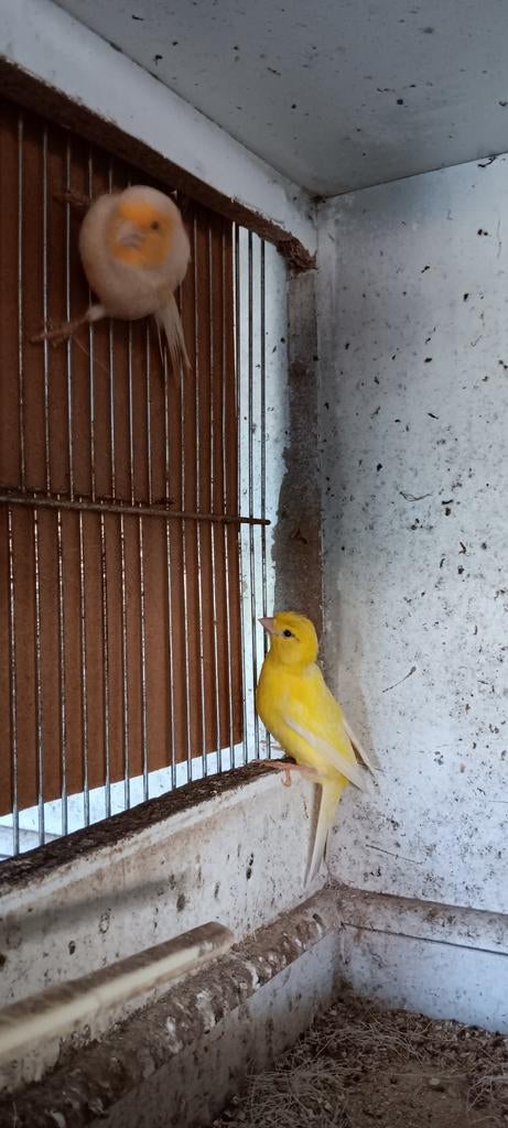 Kanarie popjes in overschot, Dieren en Toebehoren