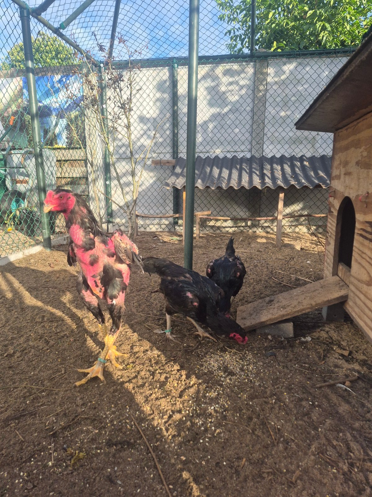 trio shamo, Plusieurs animaux, Poule ou poulet