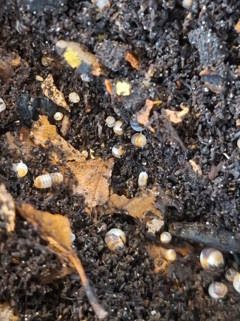 Isopods - Cubaris sp. White shark, Dieren en Toebehoren, Overige soorten