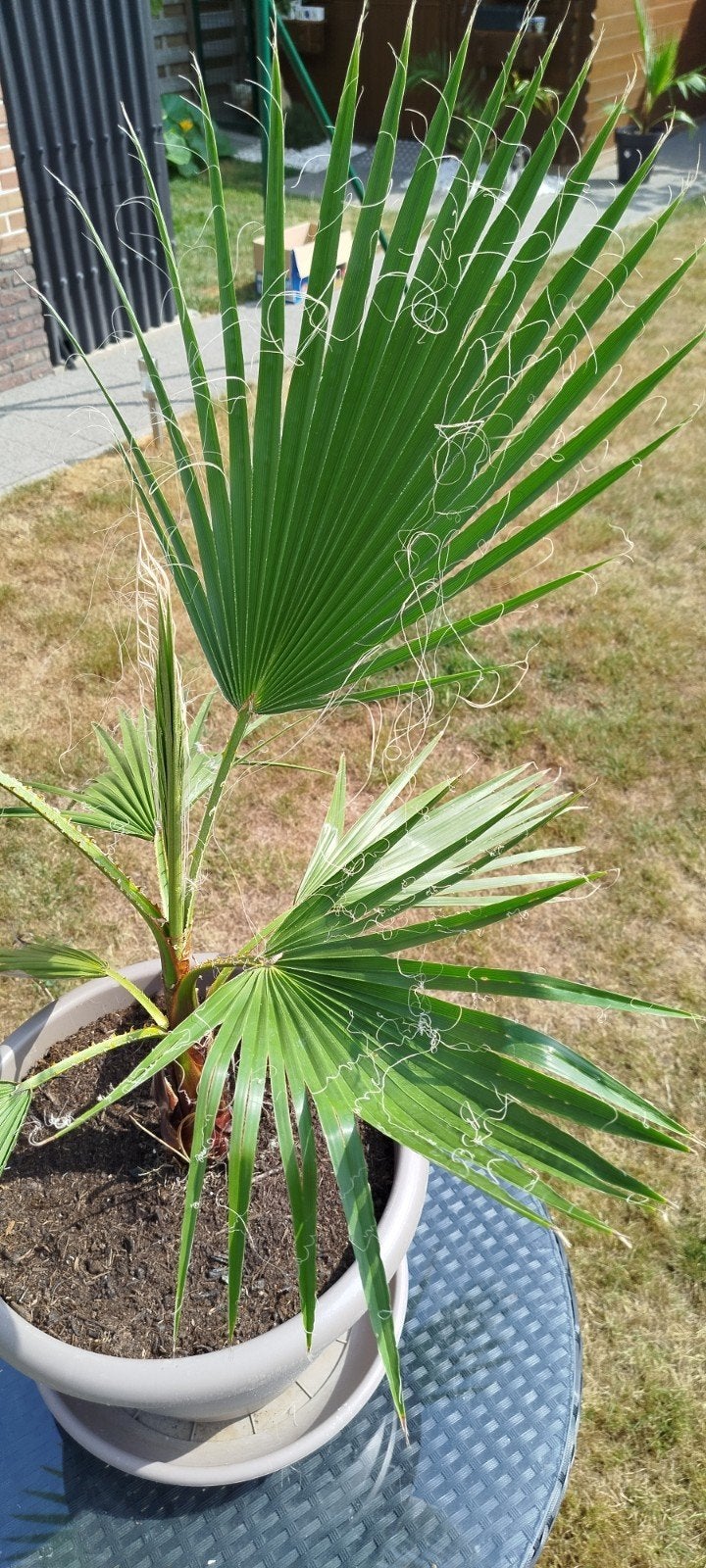 Palmboom Mexican fan palm, Ophalen, Palm