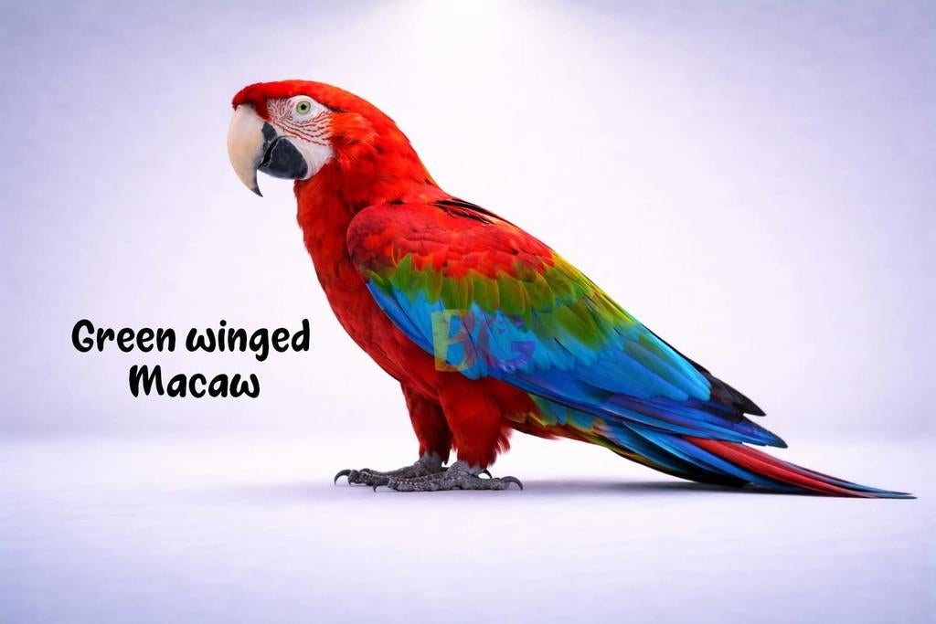 Ik ben op zoek naar Ara-baby's, Dieren en Toebehoren