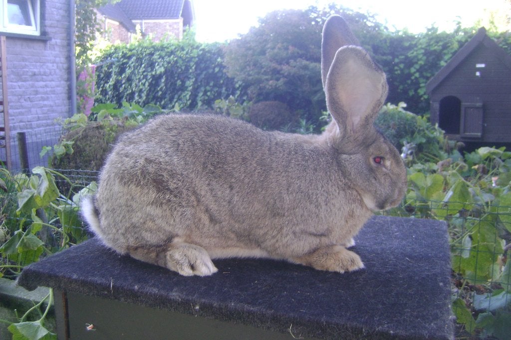 Vlaamse reus van tentoonstelling, Dieren en Toebehoren, Mannelijk, Groot