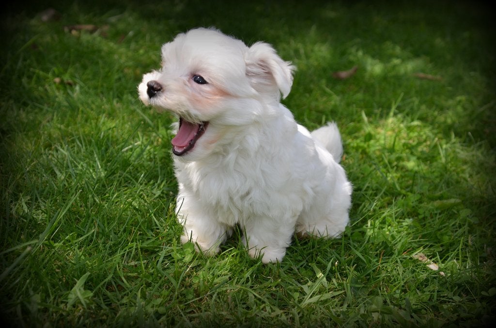 Chiots maltais, Bichon maltais, Plusieurs, Hépatite contagieuse (maladie de Rubarth), Belgique