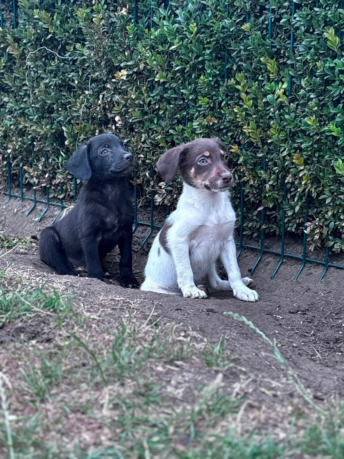 Traversée de Bordecoli et du Labrador, Maladie de Carré (chiens), Taille moyenne, Plusieurs, Belgique