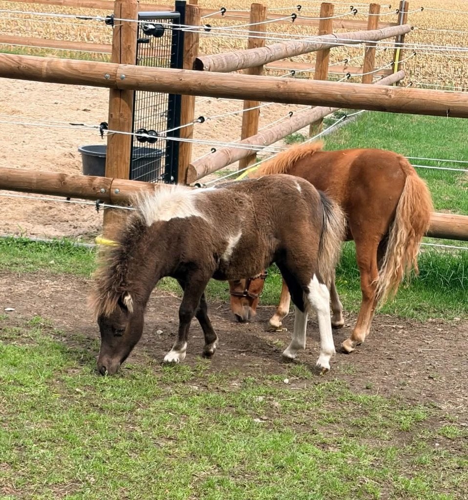 AMHA / NMPRS hengstenveulens, Avec pedigree, Poney de récréation, 0 à 2 ans, Ne s'applique pas
