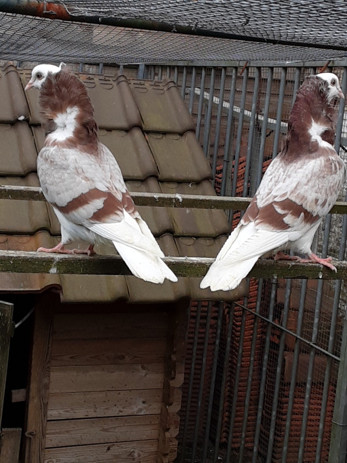 jonge Oudhollandse kapucijn sierduiven, Meerdere dieren, Overige soorten