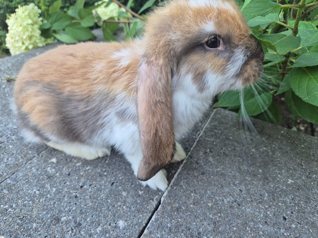 Franse hangoor ram, Dieren en Toebehoren, Konijnen, Mannelijk, Groot, Hangoor, 0 tot 2 jaar