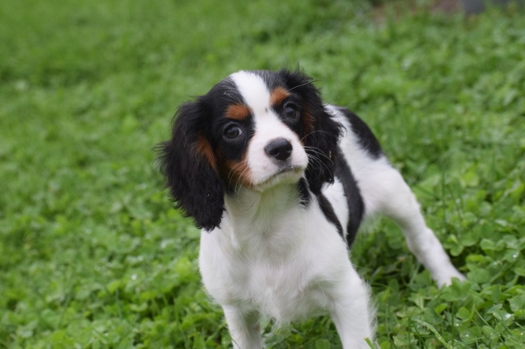 Chiots épagneuls Cavalier King Charles, Animaux & Accessoires, 15 semaines à 1 an, Étranger, Plusieurs animaux, Plusieurs