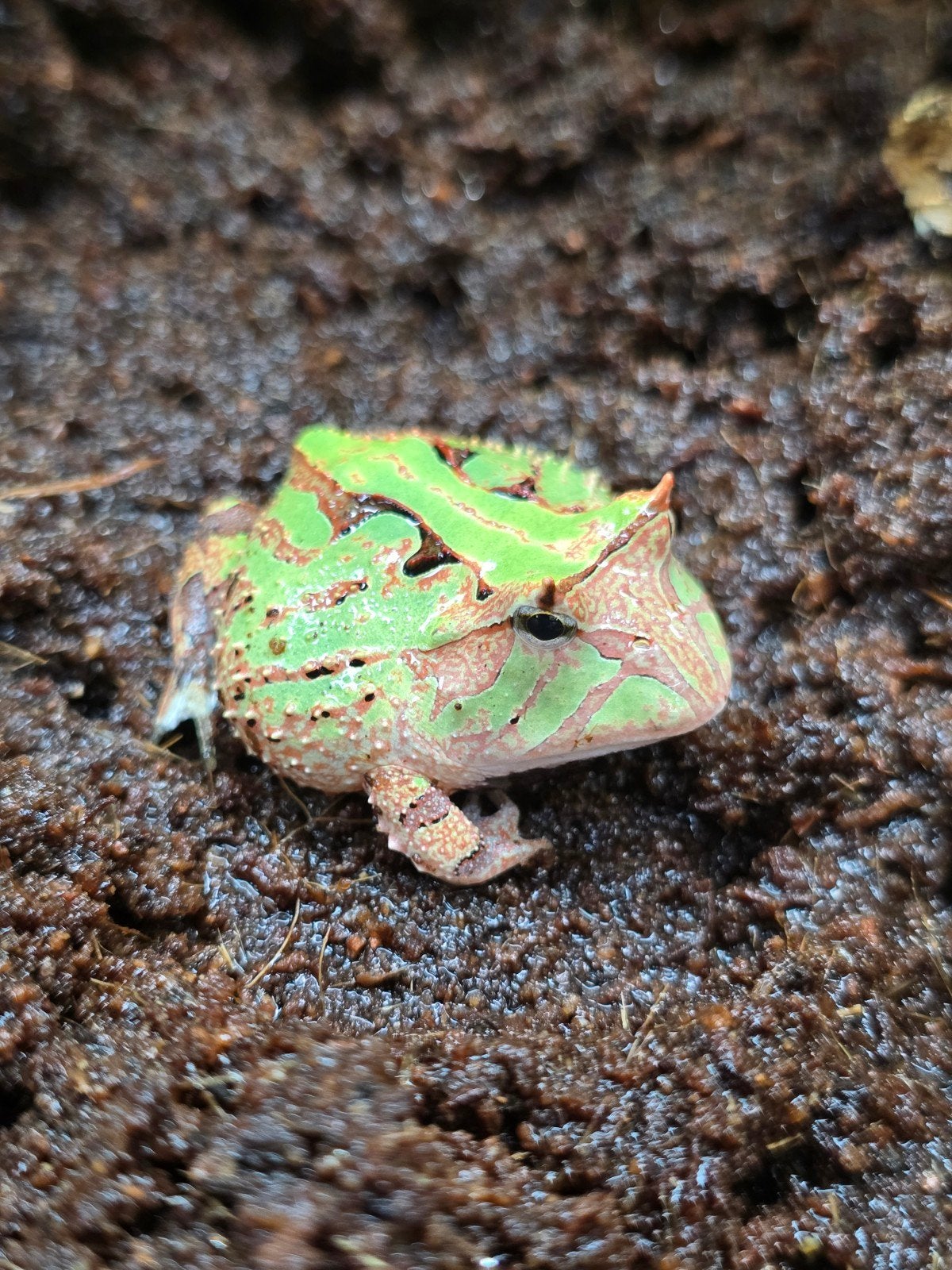 Nakweek ceratophys cornuta - Surinaamse Hoornkikker, Animaux & Accessoires, Reptiles & Amphibiens, Amphibien