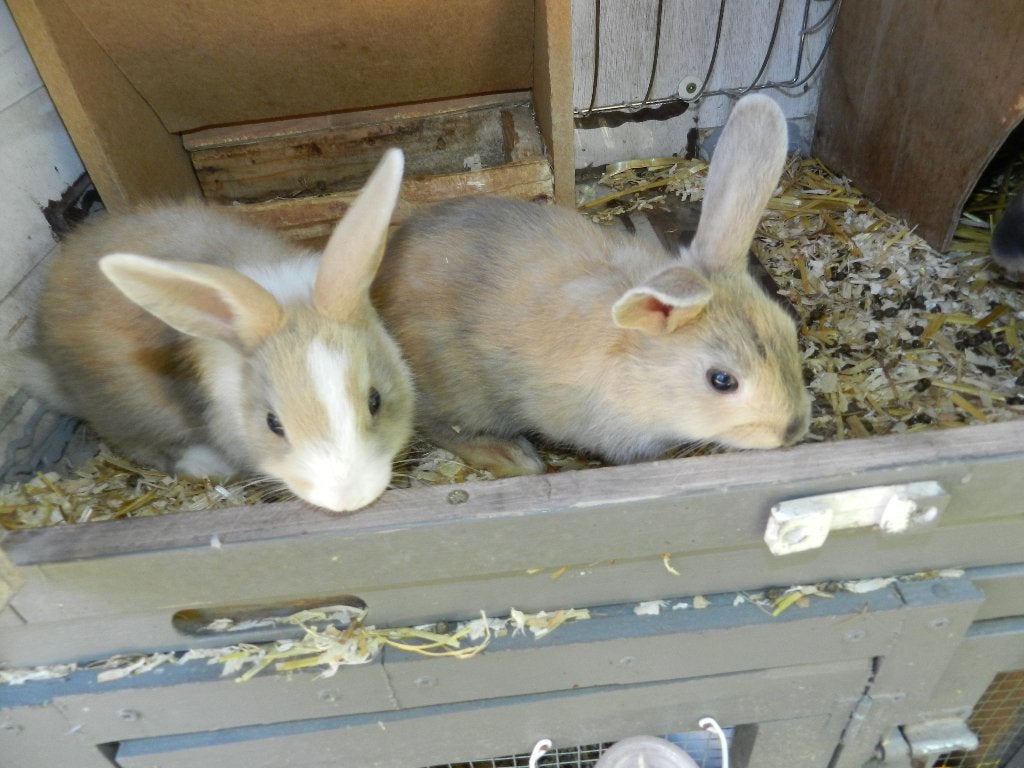 Dwergkonijnen, Dieren en Toebehoren, Meerdere dieren, Dwerg