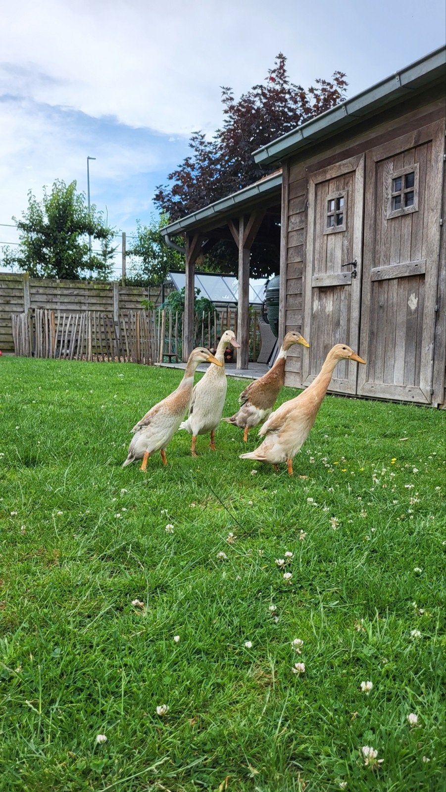 Indische loopeend(en), Dieren en Toebehoren, Pluimvee, Mannelijk