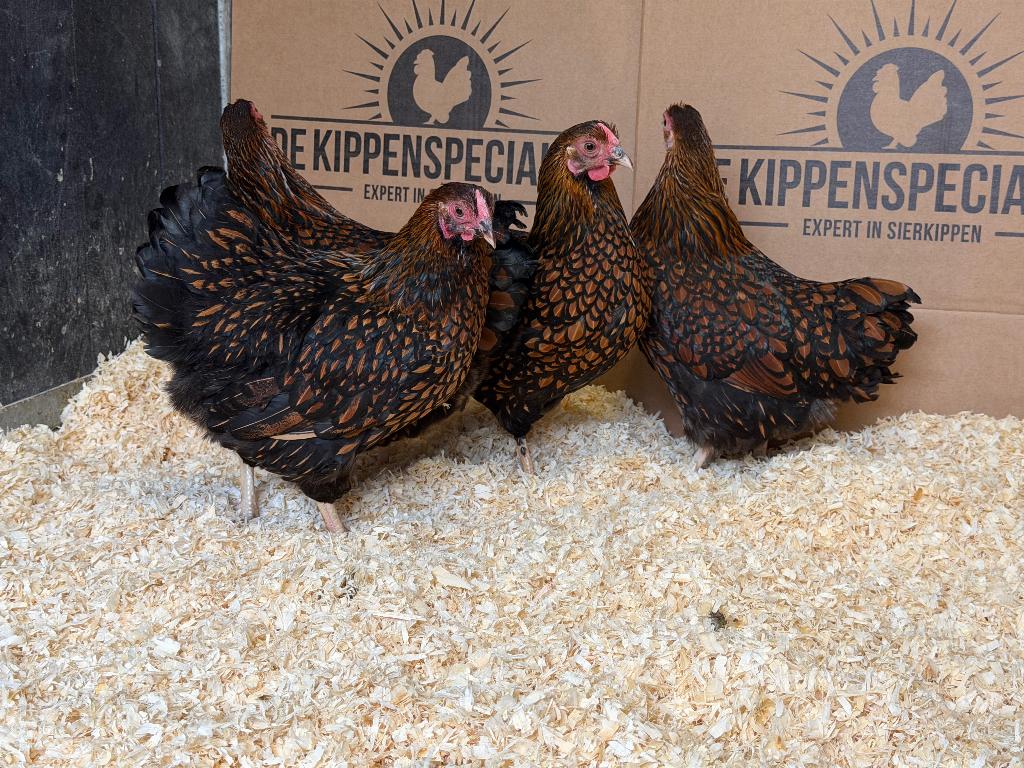 Wyandotte kriel kippen goud zwartgezoomd gesekst & ingeënt, Femelle, Poule ou poulet
