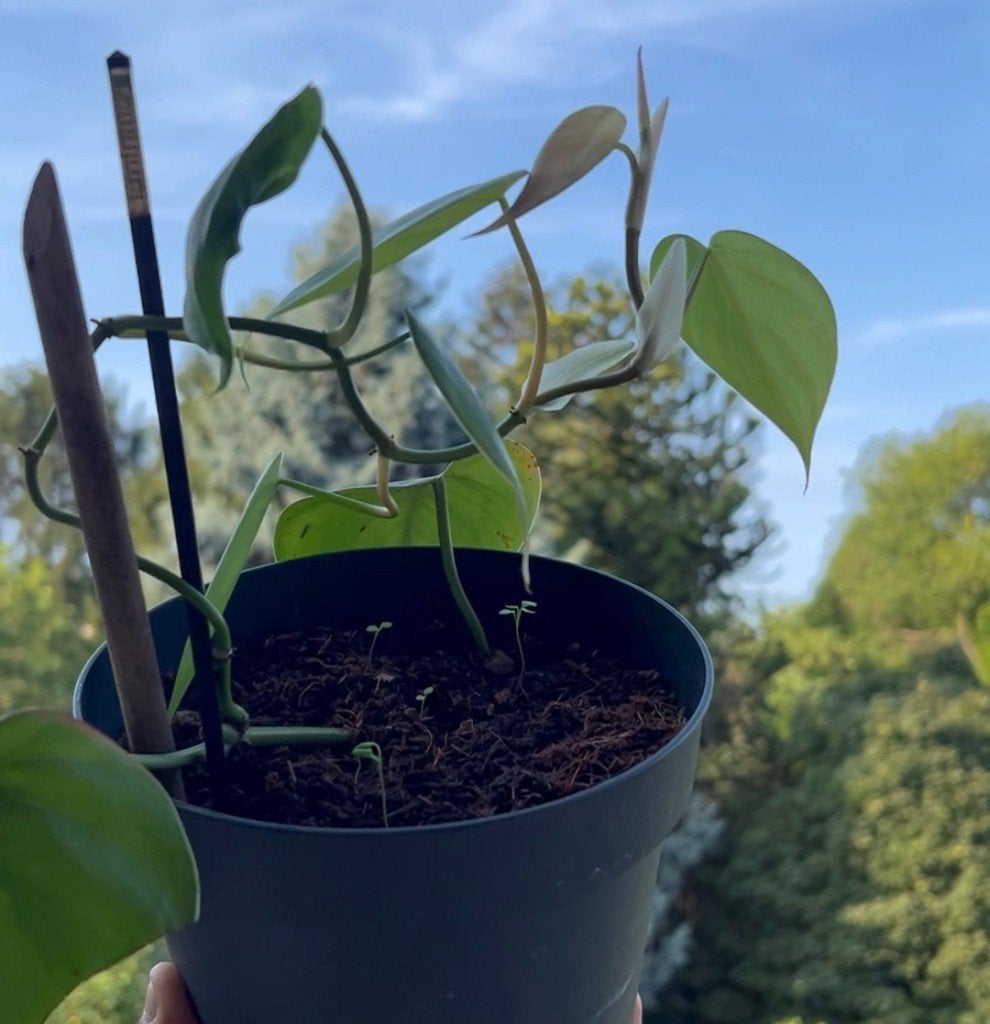 Philodendron Hederaceum en pot, Ophalen, In pot