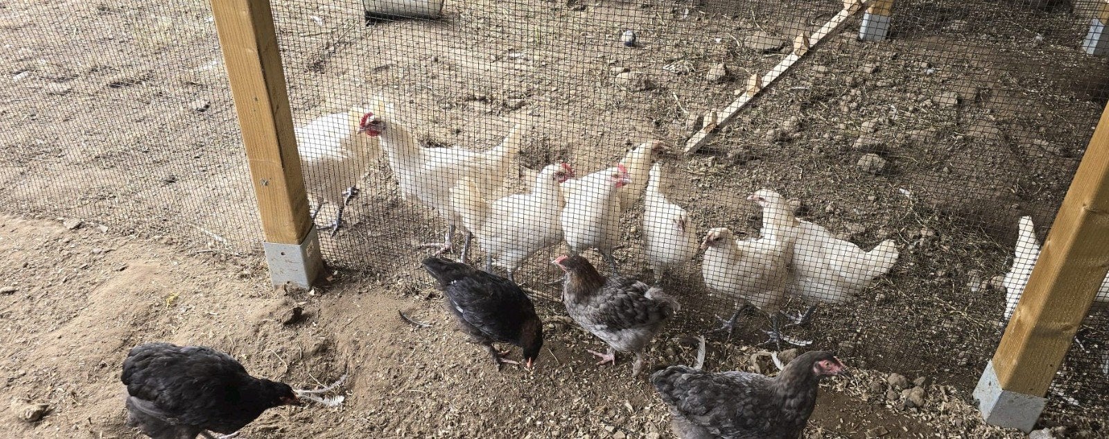 Poulle de bress, Dieren en Toebehoren, Pluimvee