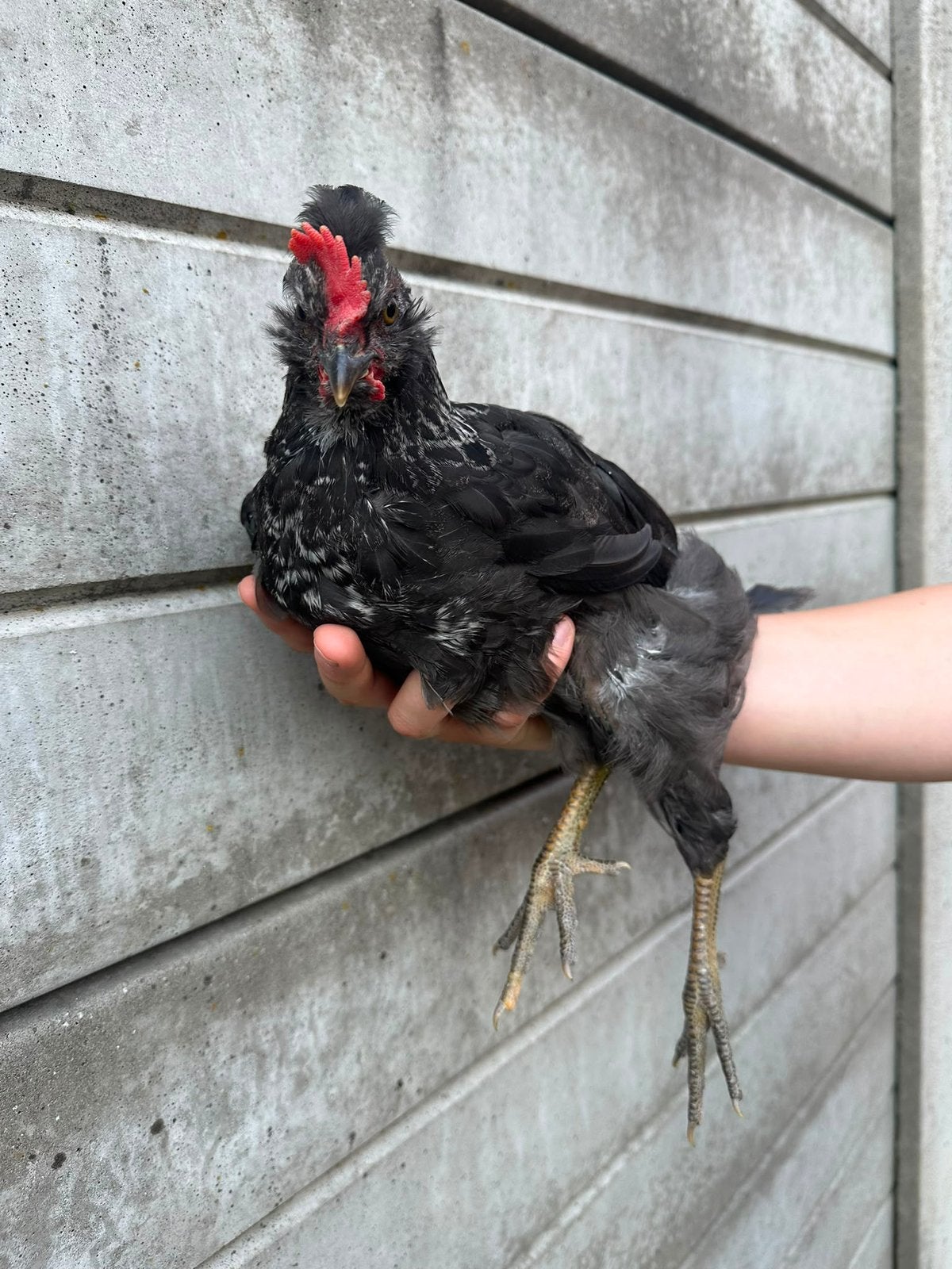 Jong lief haantje zoekt een warme thuis, Dieren en Toebehoren, Pluimvee