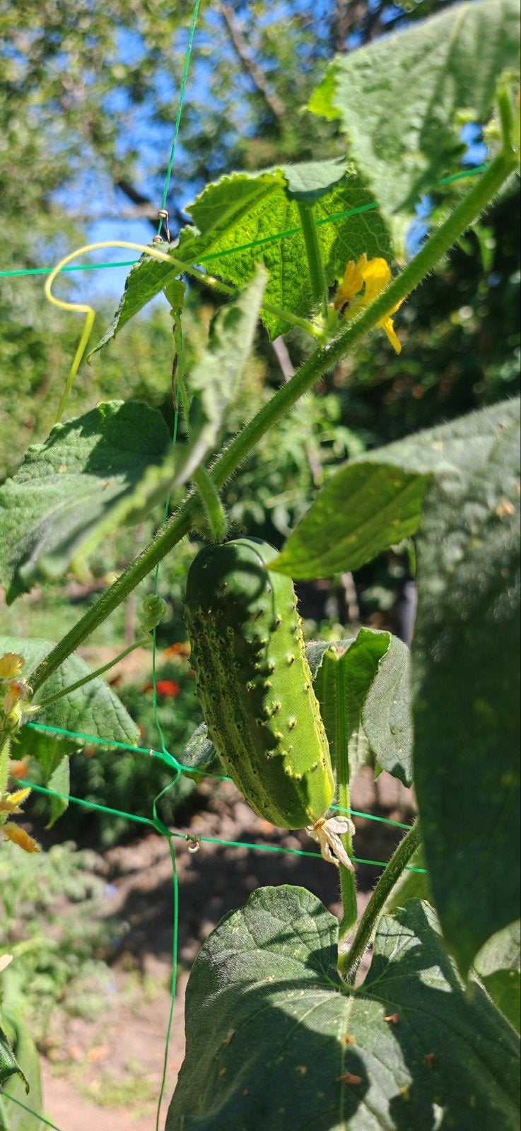 Légumes frais du jardin : Courgettes et Concombres, Tuin en Terras, Planten | Tuinplanten, Ophalen