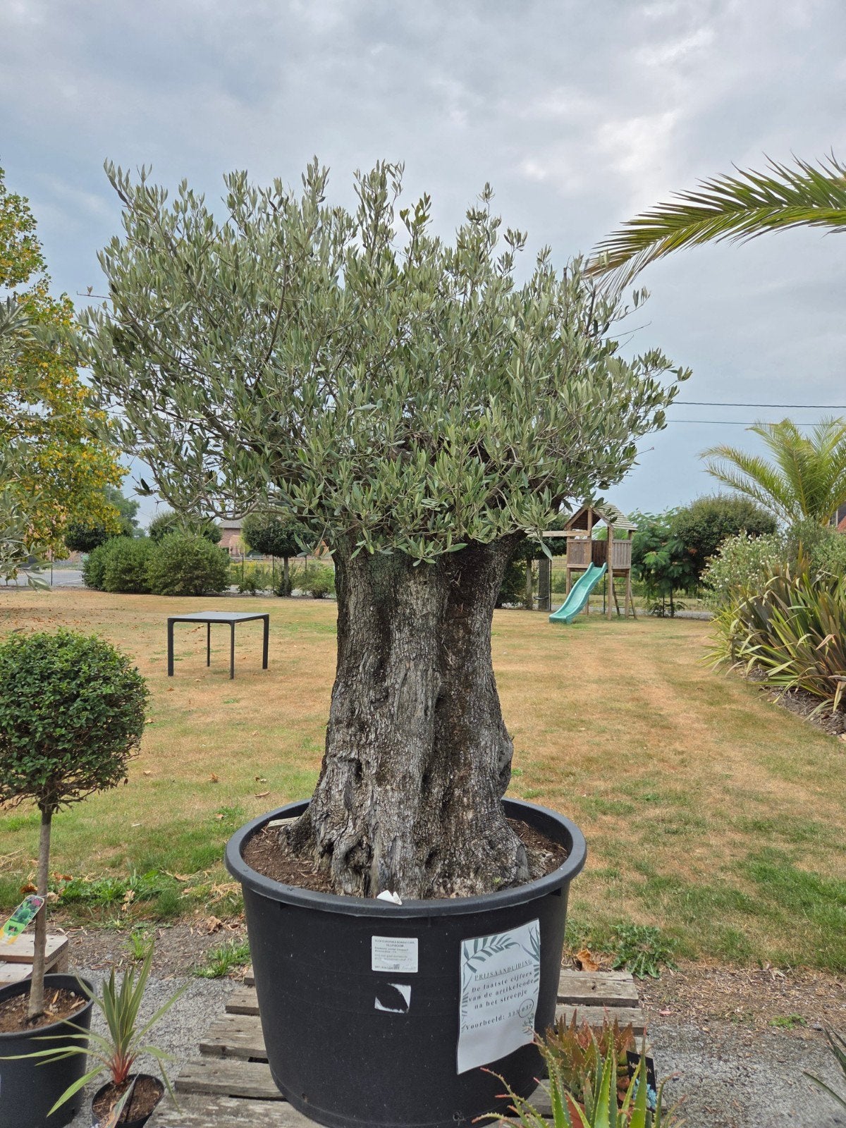 Olijfboom Olea Europaea, Tuin en Terras, Ophalen, Olijfboom