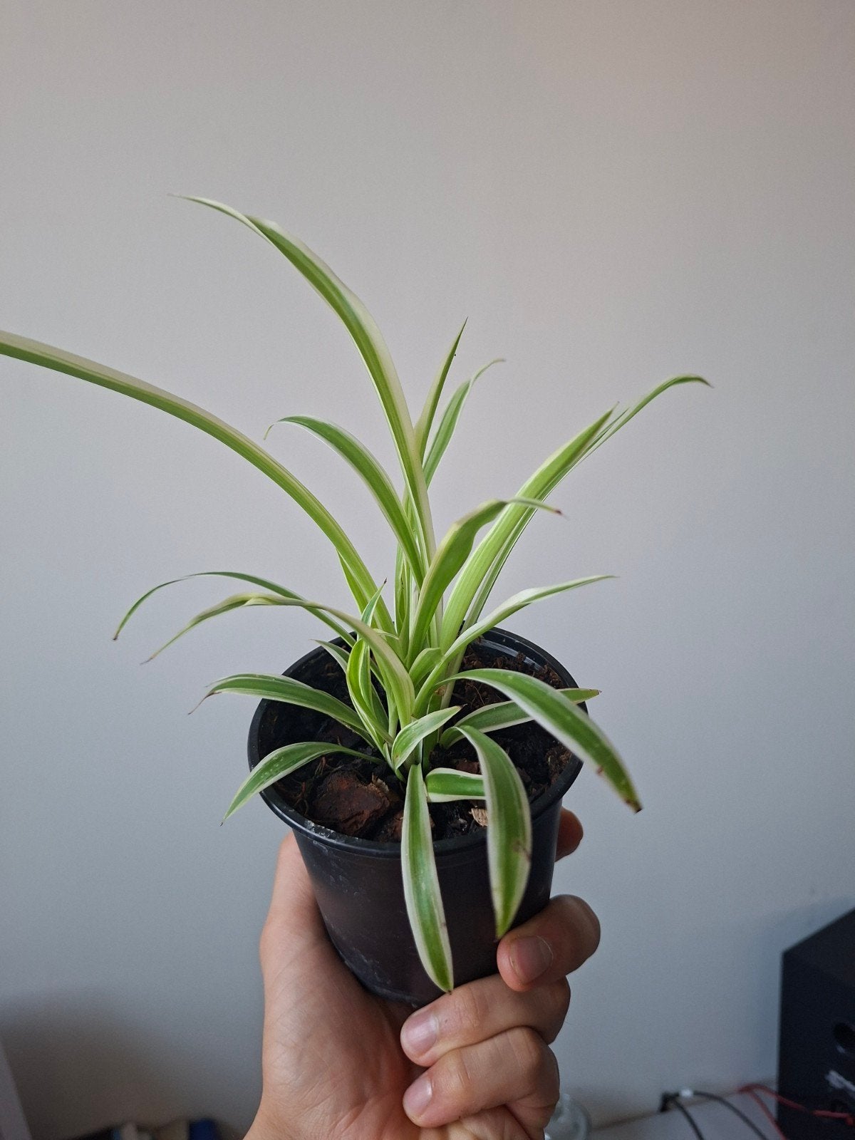 Petit nénuphar, plante araignée, En pot, Plein soleil, Plante à fleurs, Moins de 100 cm