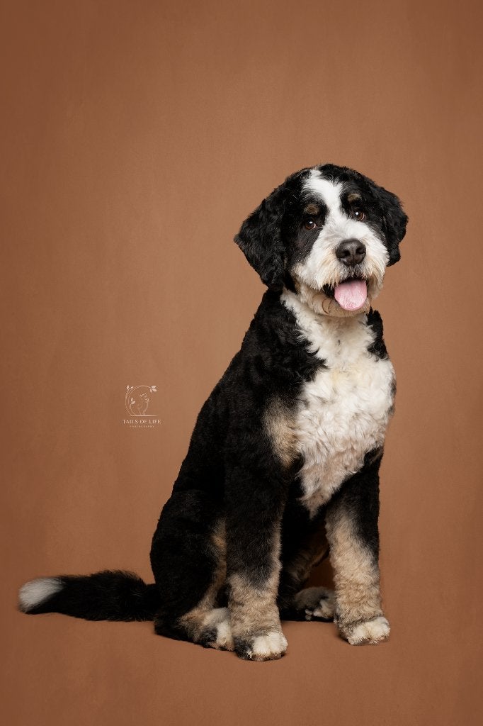 Bernedoodle dekreu, Dieren en Toebehoren, België, Fokker | Hobbymatig, Reu, CDV (hondenziekte)