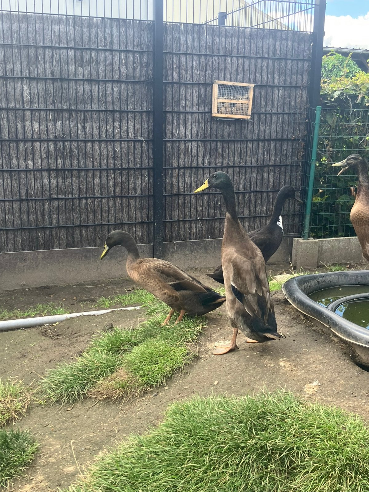 Indische loopeenden, Dieren en Toebehoren, Meerdere dieren, Eend