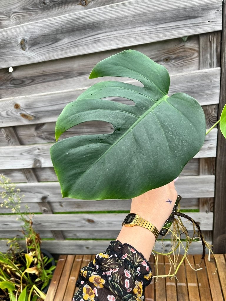 Monstera Albo Variegated cuttings (witte variegatie), Ophalen of Verzenden