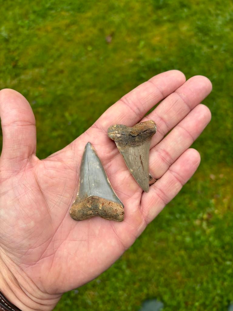 Fossiele haaientanden Carcharodon plicatilisuit Antwerpen, Collections, Minéraux & Fossiles, Enlèvement ou Envoi