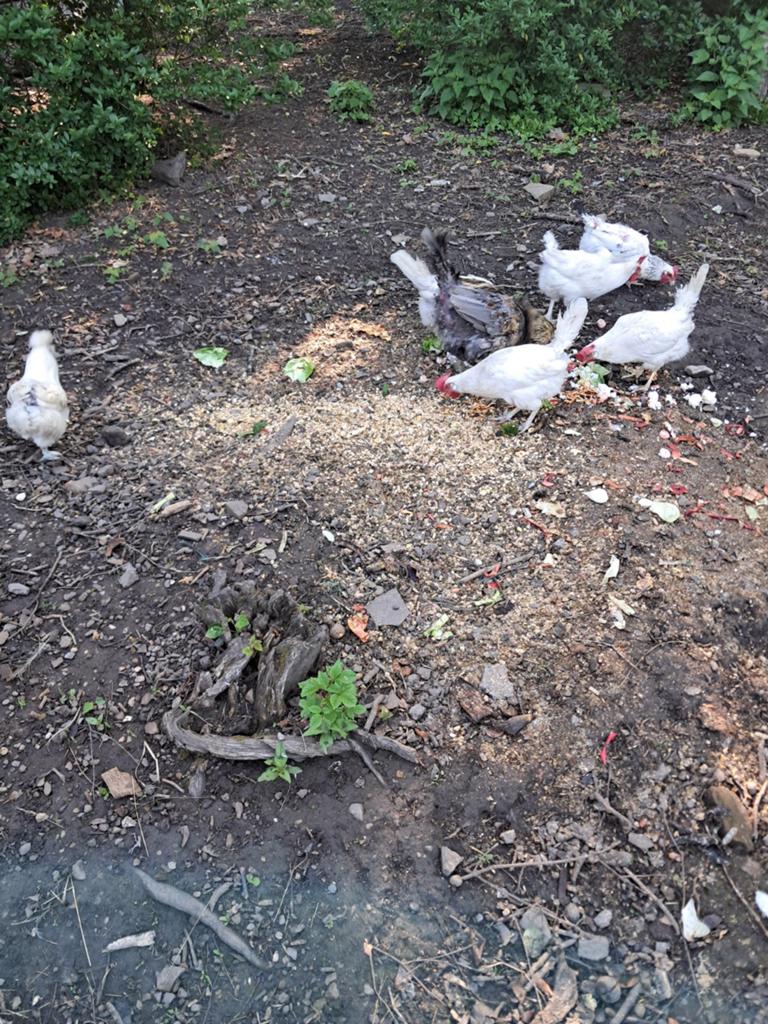 6 poules pondeuses de 1ans et 1coq de 2ans, Animaux & Accessoires, Volatiles