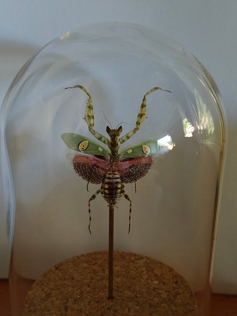 Bidsprinkhaan in stolp, Verzamelen, Ophalen of Verzenden, Nieuw, Insect, Opgezet dier