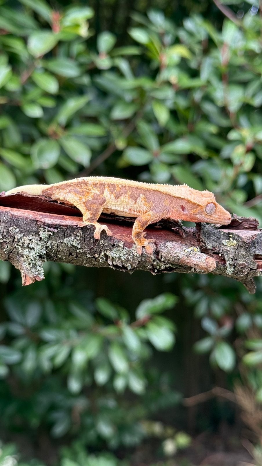 Wilpergekko 0.0.1, Dieren en Toebehoren