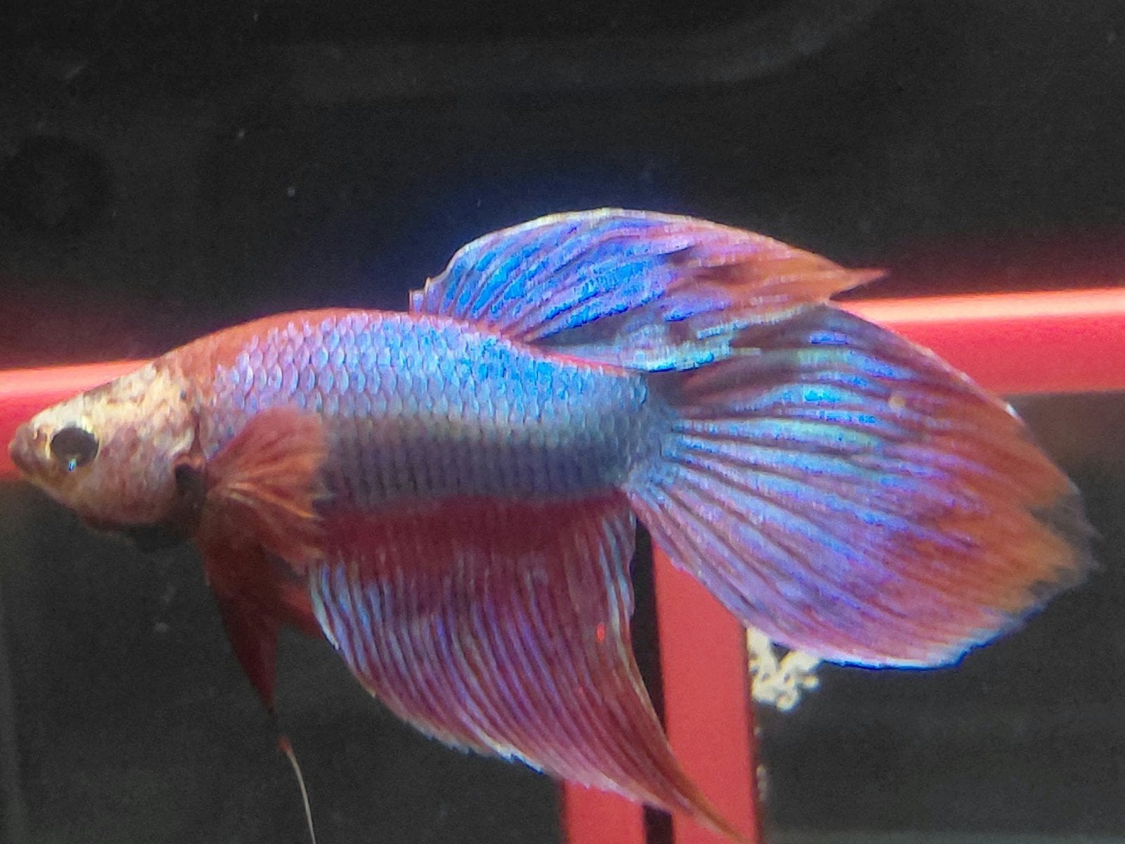 betta man veiltail unicorn purple, Dieren en Toebehoren, Vissen | Aquariumvissen, Vis