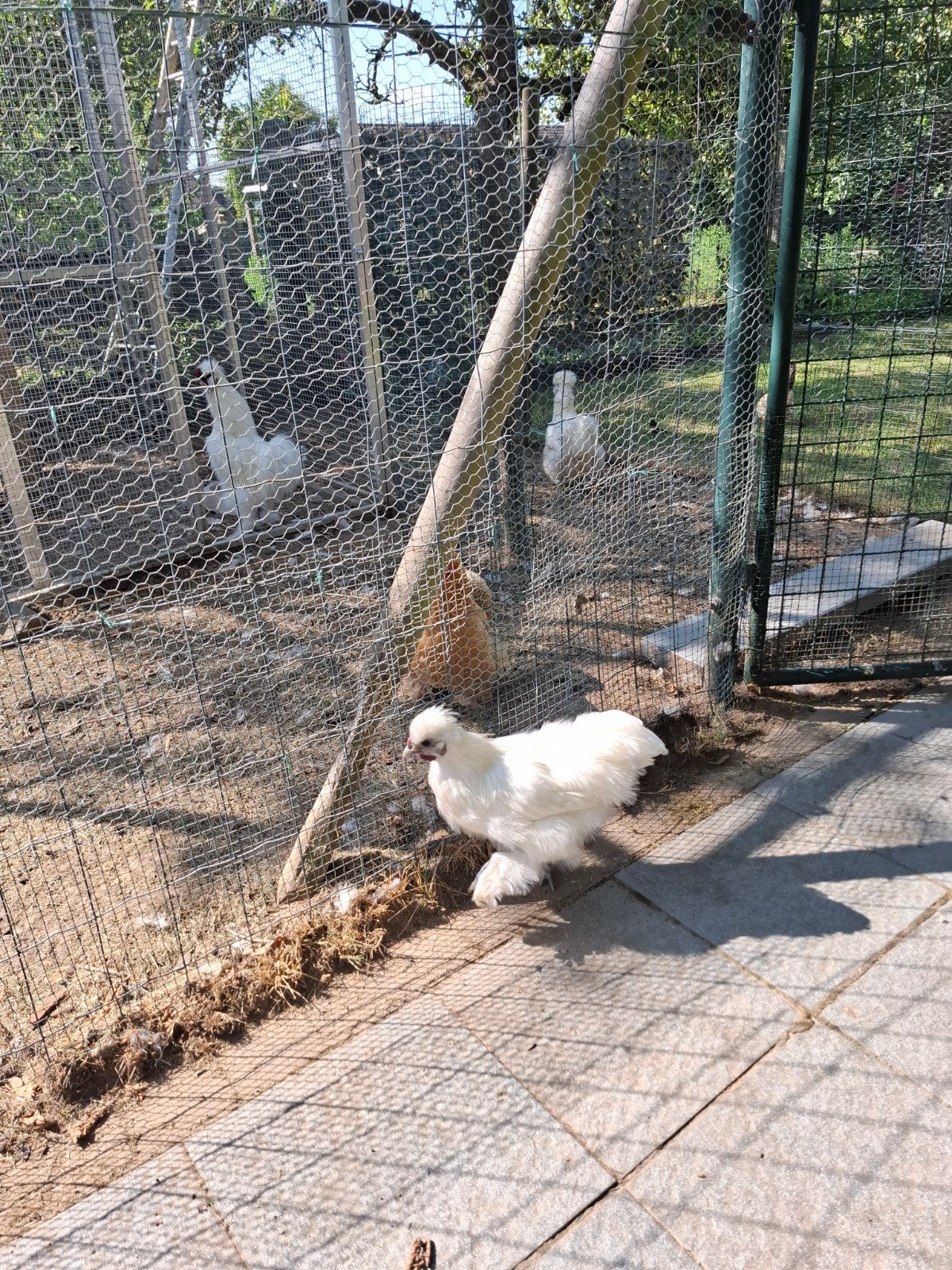 zijdehoen haan, Dieren en Toebehoren
