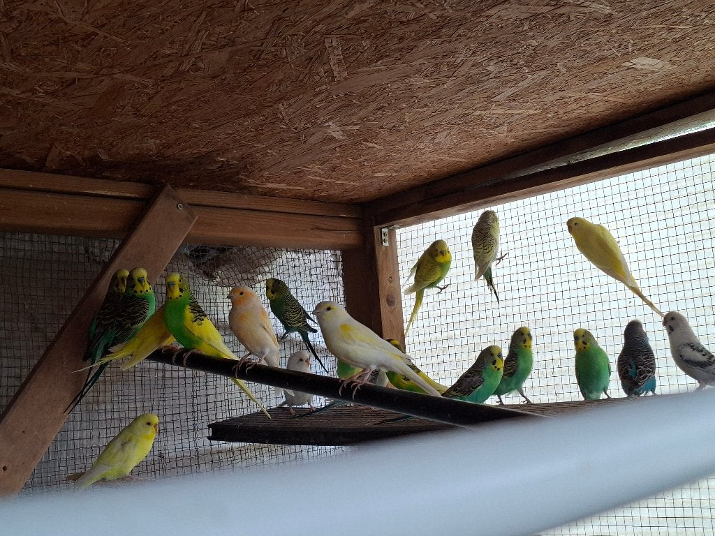 Grasparkieten te koop, Plusieurs animaux